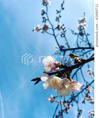 Cherry Blossoms Cherry Blossoms 62660712