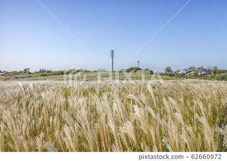 Pampas Grass, Sky Park, Mapo-gu, Seoul Pampas Grass, Sky Park, Mapo-gu, Seoul 62660972