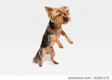 Studio shot of yorkshire terrier dog isolated on white studio background Studio shot of yorkshire terrier dog isolated on white studio background 62661175