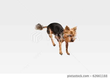 Studio shot of yorkshire terrier dog isolated on white studio background Studio shot of yorkshire terrier dog isolated on white studio background 62661188