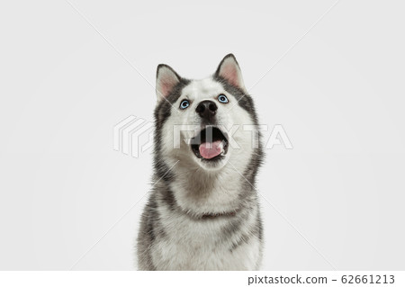 Studio shot of Husky dog isolated on white studio background 62661213