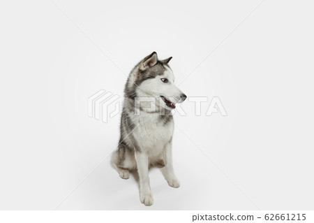 Studio shot of Husky dog isolated on white studio background Studio shot of Husky dog isolated on white studio background 62661215