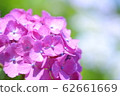 Pink hydrangea 62661669