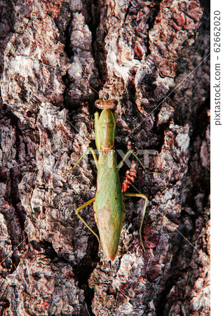 Wild green Mantis on tree bark close up details on tree bark 62662020