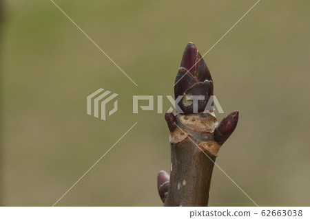 Nature plants handkerchief, winter buds and leaf scars in February. Winter buds are purple-brown cannonball (?) Type, leaf scars are crescent-shaped 62663038