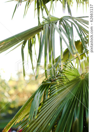 Green palm leaves in sky background. Green palm leaves in sky background. 62663137