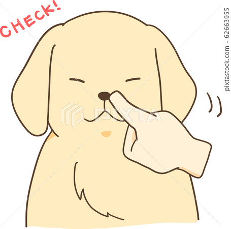 Golden retriever puppy (check nose) 62663955