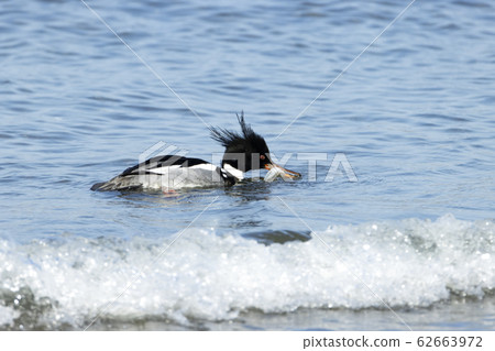 紅胸秋沙鴨 紅胸秋沙鴨 62663972
