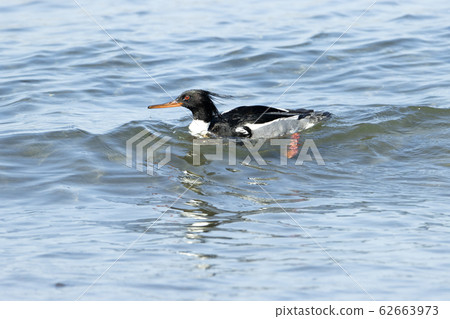 紅胸秋沙鴨 62663973