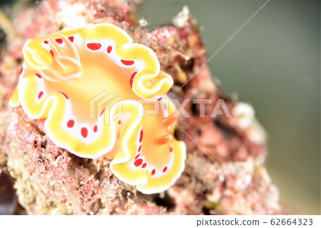 Akaten Iroyushi Akaten Iroyushi 62664323