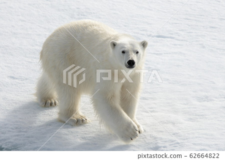 Wild polar bear on pack ice in Arctic 62664822