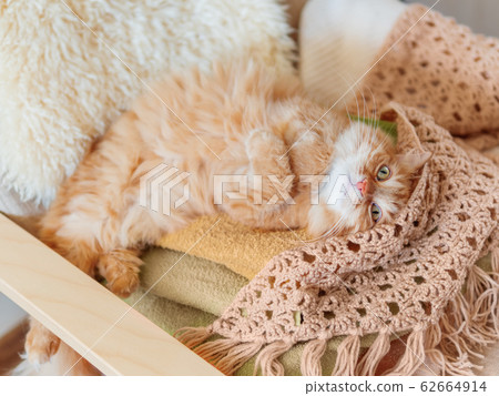 Cute ginger cat sleeping on pile of clothes. Fluffy pet mimics the color of textile. 62664914