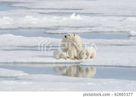 Wild polar bear (Ursus maritimus) mother and cub 62665377