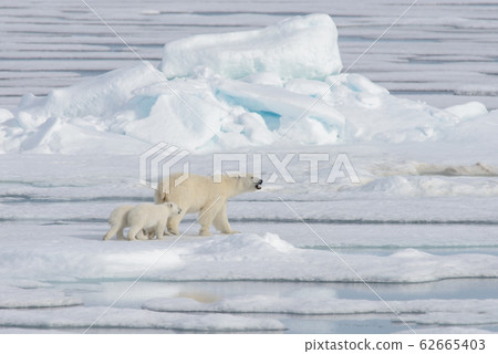 Wild polar bear (Ursus maritimus) mother and cub 62665403