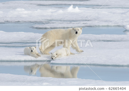 Wild polar bear (Ursus maritimus) mother and cub Wild polar bear (Ursus maritimus) mother and cub 62665404