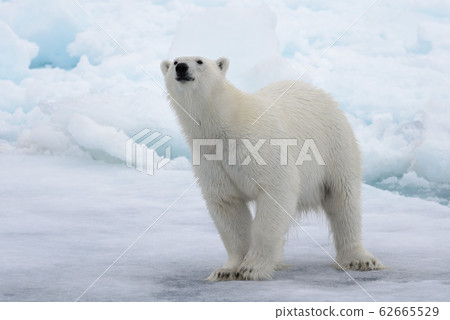 Wild polar bear on pack ice in Arctic sea 62665529