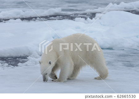 Wild polar bear on pack ice in Arctic sea close up Wild polar bear on pack ice in Arctic sea close up 62665530