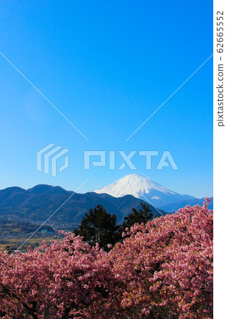 《神奈川縣松田町》松田櫻祭川津櫻 《神奈川縣松田町》松田櫻祭川津櫻 62665552