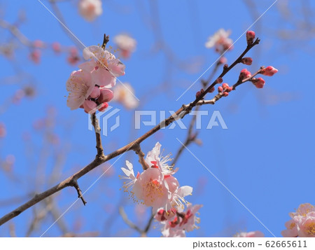Pink plum blossom plum blossom Red winter solstice plum Pink plum blossom plum blossom Red winter solstice plum 62665611