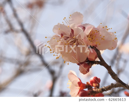 Pink plum blossom plum blossom Red winter solstice plum 62665613