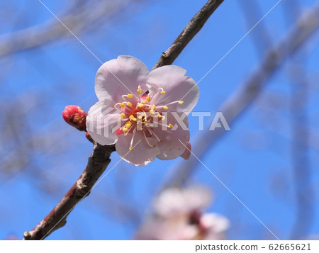 Pink plum blossom plum blossom Red winter solstice plum Pink plum blossom plum blossom Red winter solstice plum 62665621