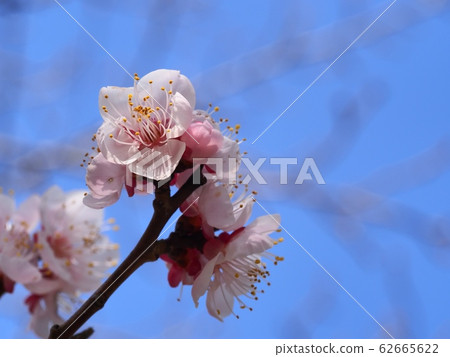 Pink plum blossom plum blossom Red winter solstice plum 62665622
