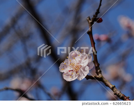 桃紅色李子開花李子開花紅色冬至李子 桃紅色李子開花李子開花紅色冬至李子 62665623