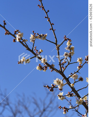 梅花白梅 梅花白梅 62665626