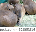 Capybara 62665816
