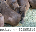 Capybara 62665819