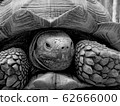 Tortoise 62666000