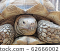 Tortoise 62666002