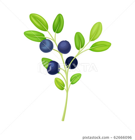 Blueberry Twig with Green Leaves Isolated on White Background Vector Illustration 62666096