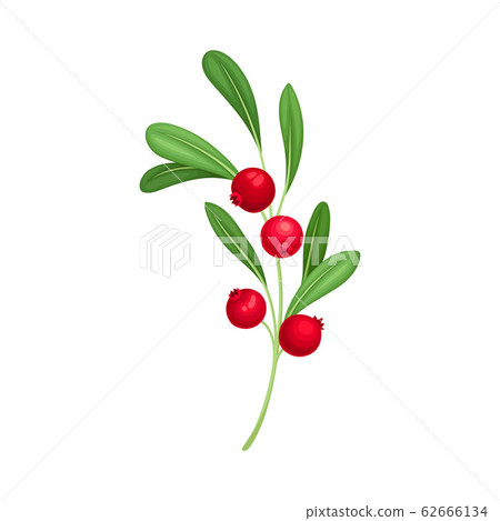 Cranberry Twig with Green Leaves Isolated on White Background Vector Illustration Cranberry Twig with Green Leaves Isolated on White Background Vector Illustration 62666134