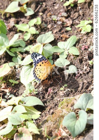 Zuma giuna（女） 62666238