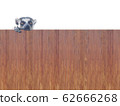 Ring-tailed lemur peeking out of a wall 62666268