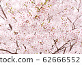 Yoshino cherry tree 62666552