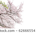 Yoshino Somei 62666554