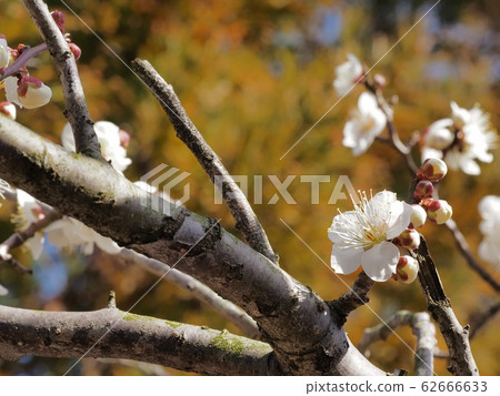 Plum blossom white plum Plum blossom white plum 62666633