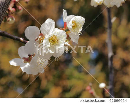 梅花白梅 62666634