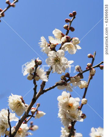 梅花白梅 62666638