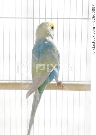 Budgerigar birdcage sun Budgerigar birdcage sun 62666897