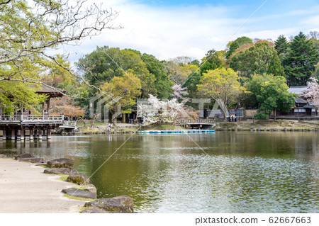 浮世繪櫻花奈良公園 62667663