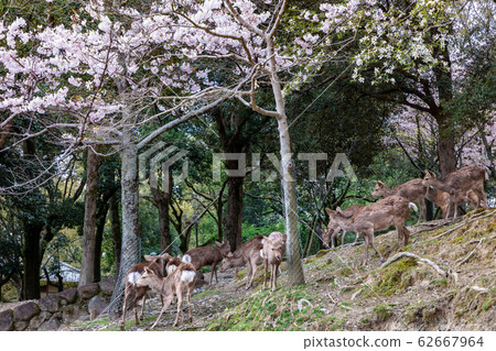 朝霞原奈良公園的鹿和櫻花 62667964