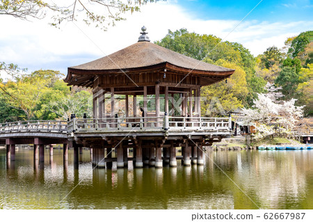 Ukimido Sakura Nara Park 62667987