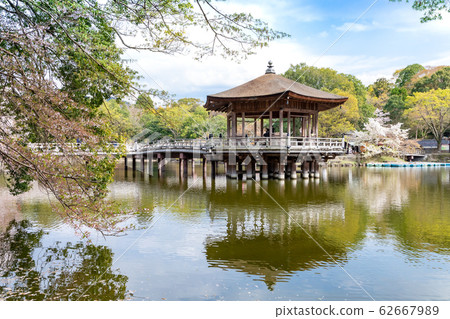 浮世繪櫻花奈良公園 62667989