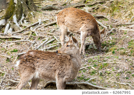 朝霞原奈良公園 朝霞原奈良公園 62667991