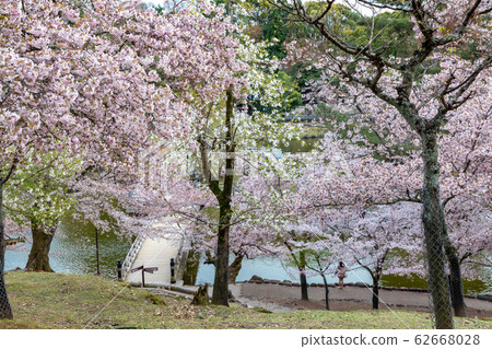 Sakura at Sakura Pond Nara Park Bridge Sakura at Sakura Pond Nara Park Bridge 62668028