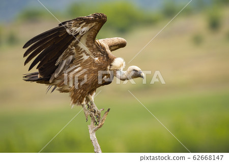 Eurasian griffon taking off from a dry tree in summer nature 62668147