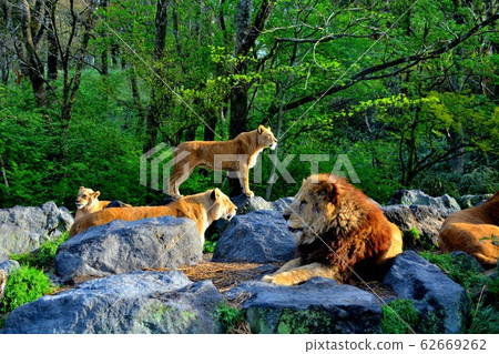 Herd of Safari Park Lions (4) 62669262